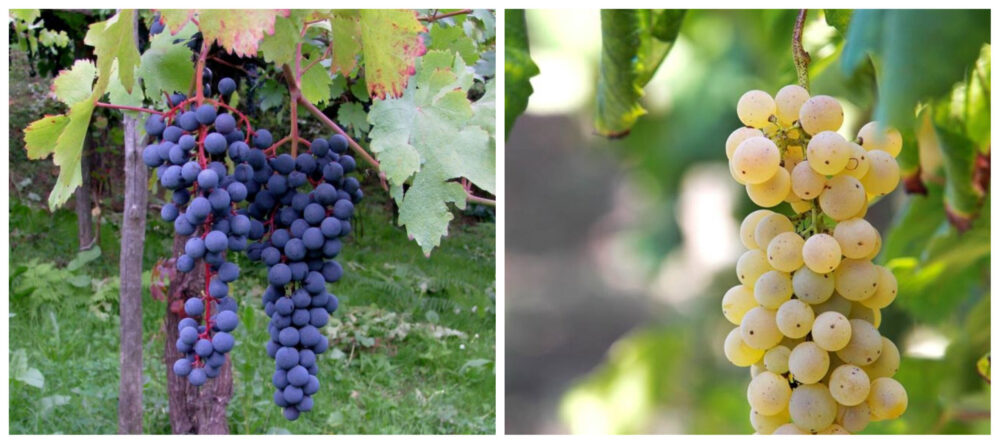 Falanghina e Piedirosso