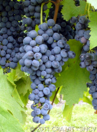 Schioppettino - vitigno