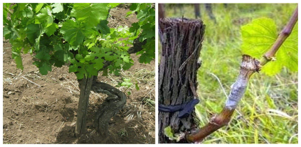 Vite a piede franco e Vite innestata