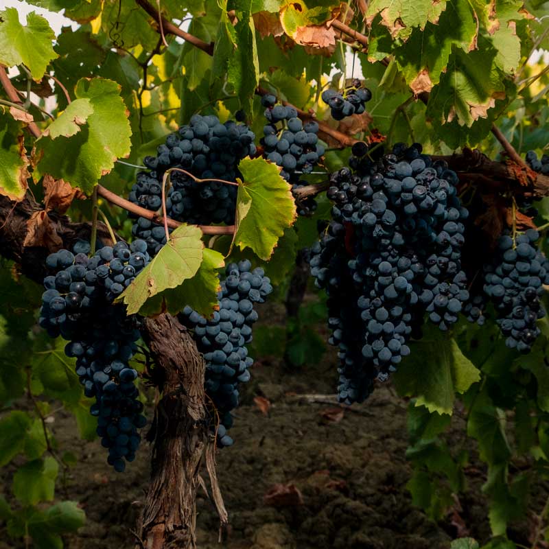 vigneto rosso brugnano