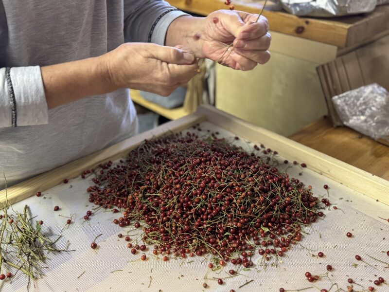 il pepe di sichuan di Rosi Mangger in Val Passiria Alto Adige