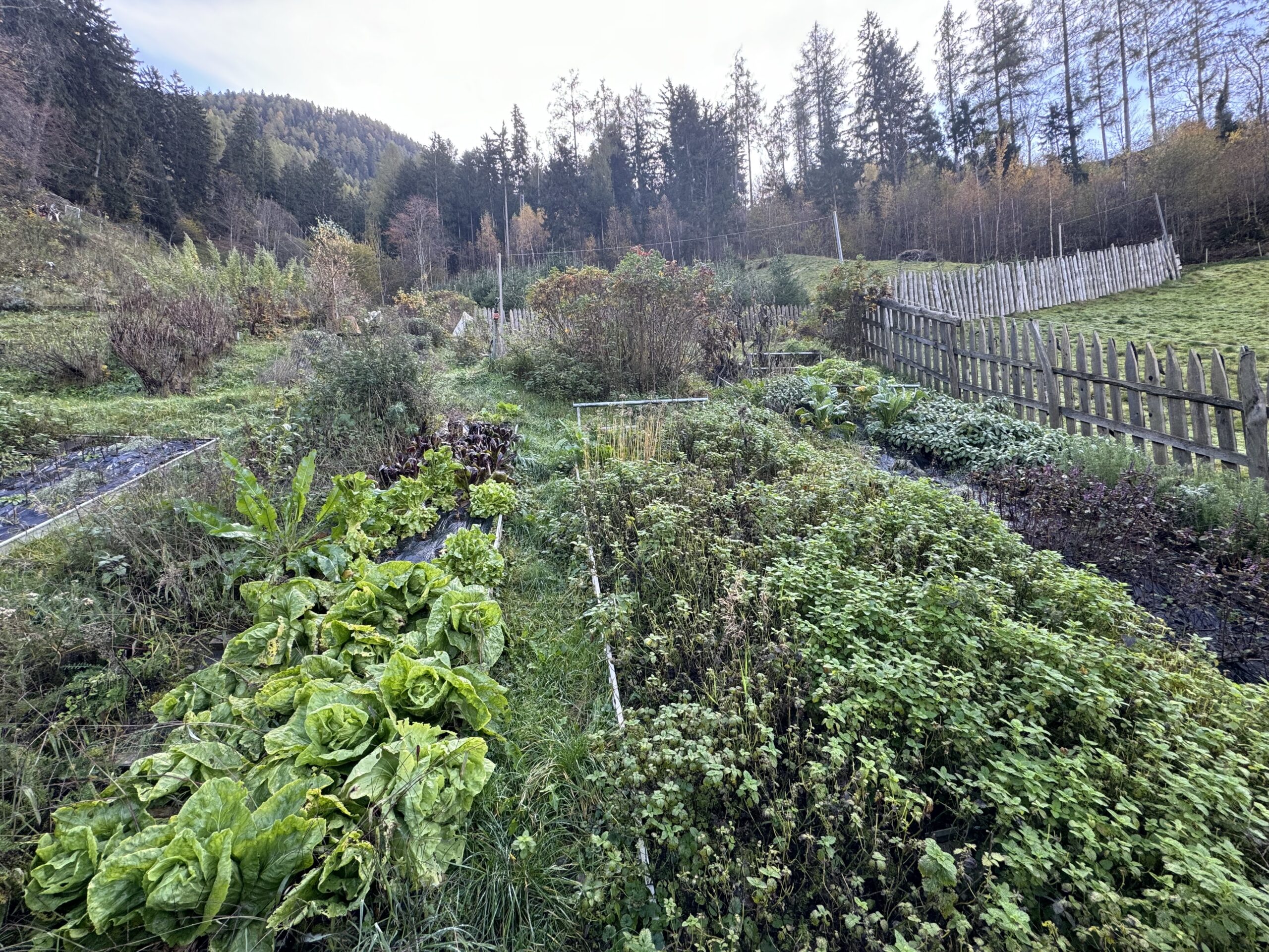 parte del giardino di Rosi Mangger