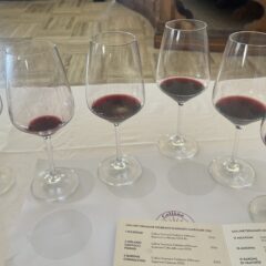 Colline Teramane - 2025 - Assaggi