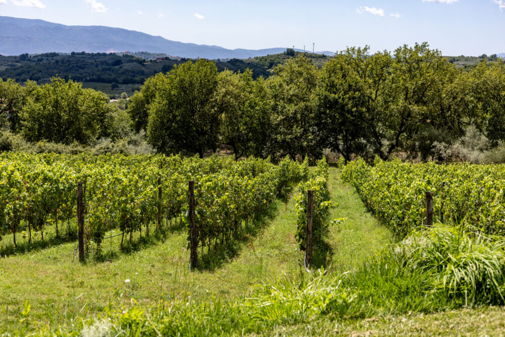Al Piglio, i vigneti