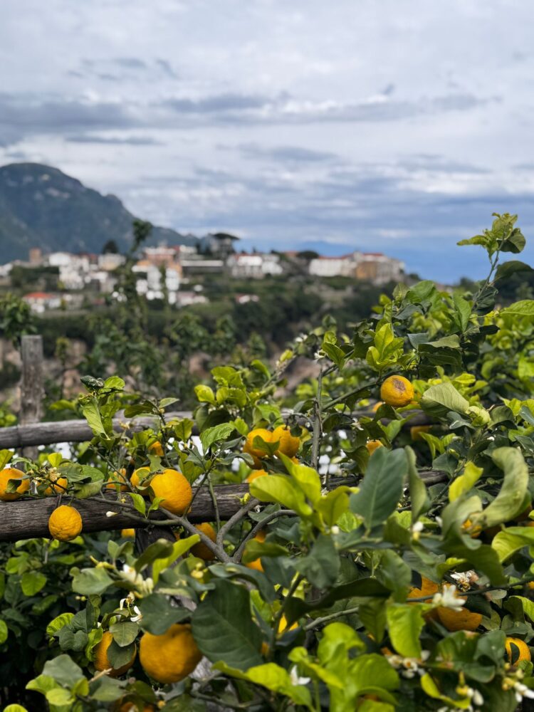 Gli Ulivi Restaurant-Il limoneto