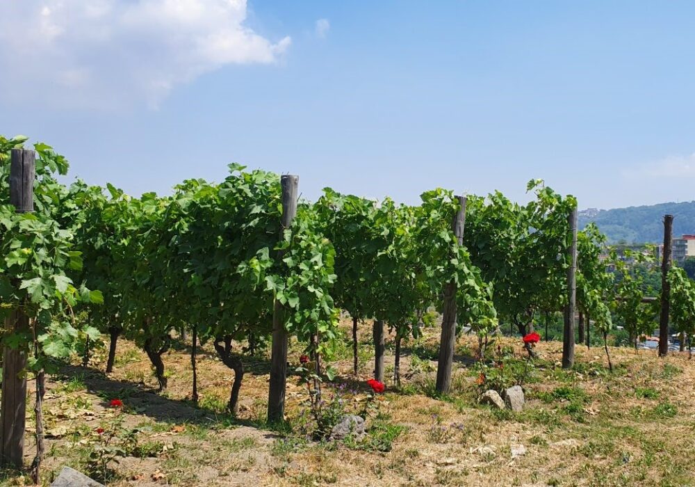 Vigneto flegreo