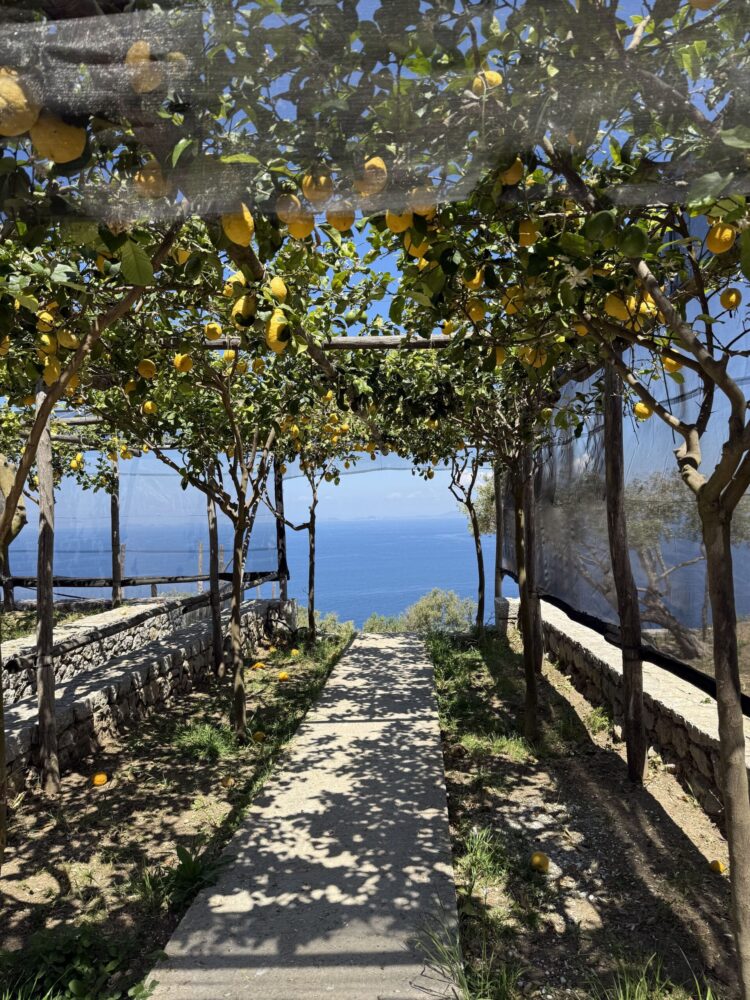 Limoneto Veterino - Liquid Art System