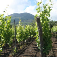 Vigne Vesuvio