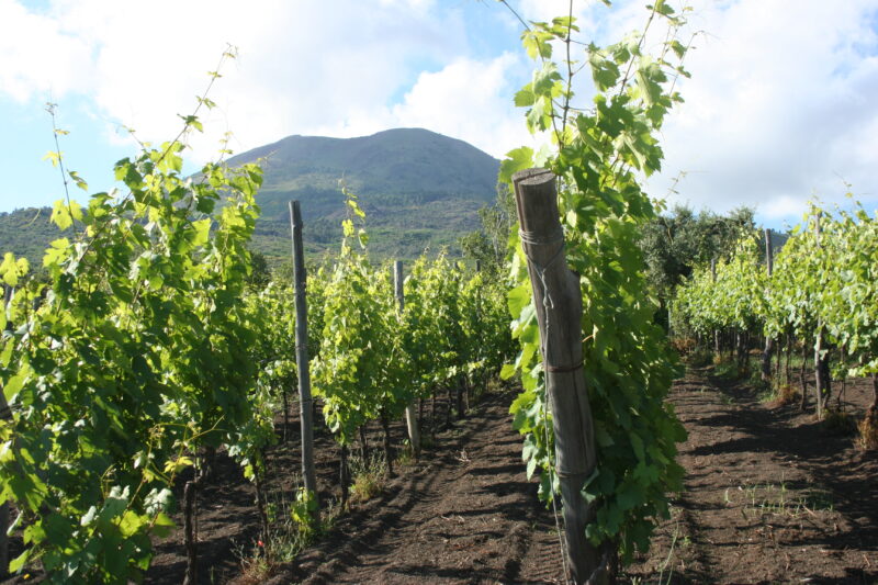 Vigne Vesuvio