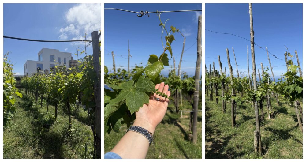 Vigneti - Capri Migliera Chalet Azzurro