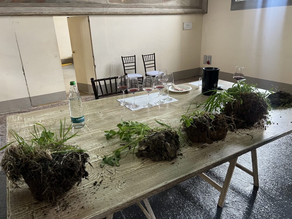 Colline Lucchesi - Zolle di Terra