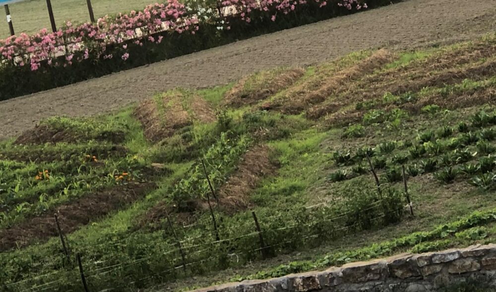 …e uno dell’orto sinergico