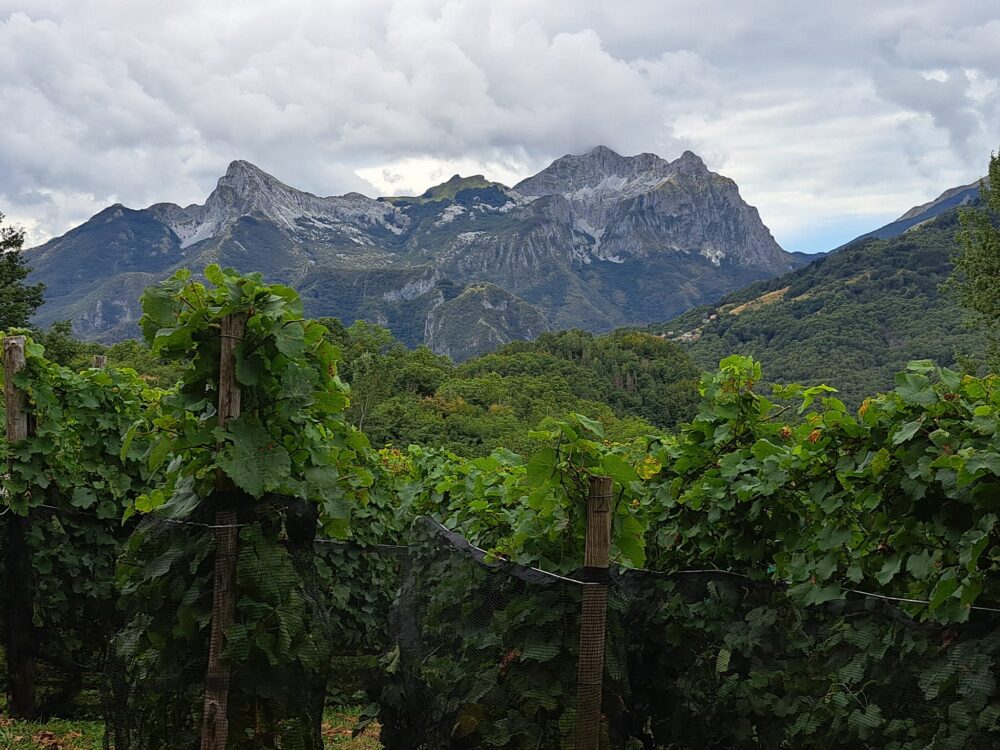 Maestà della Formica