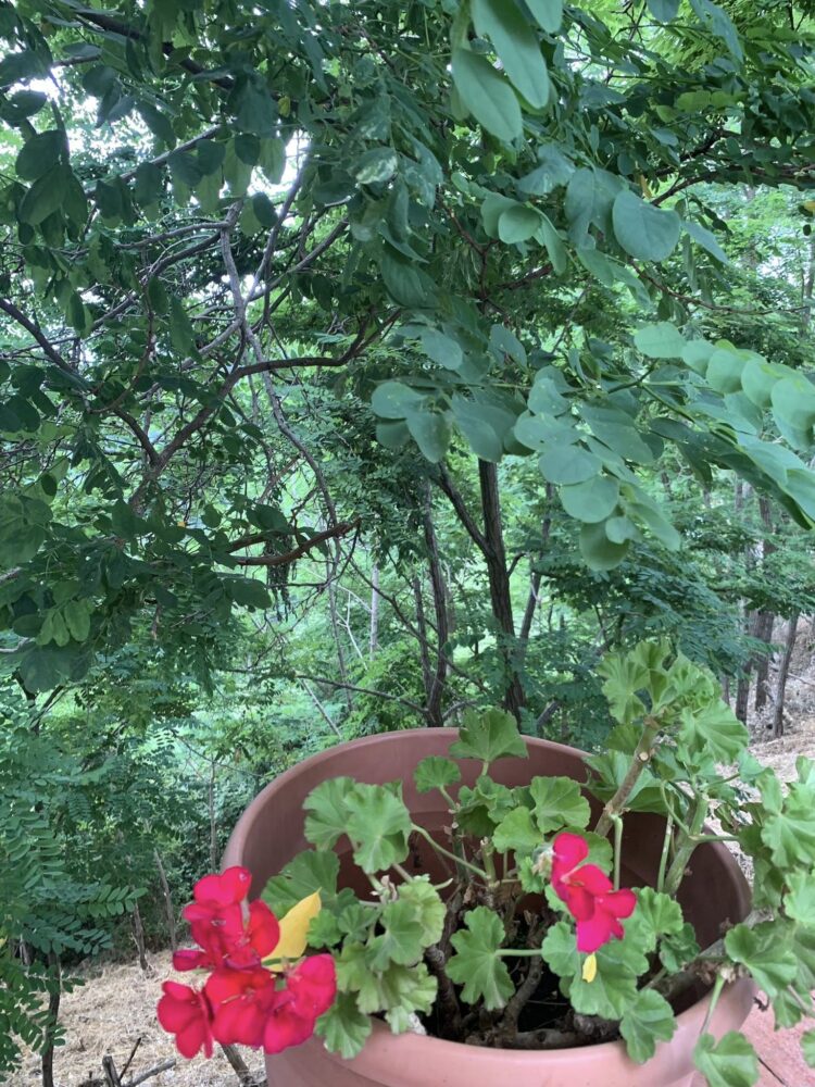 La Baita a Cuccaro Vetere, affaccio sul bosco