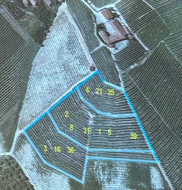 Mappa della Vigna Gustava, divisa in parcelle