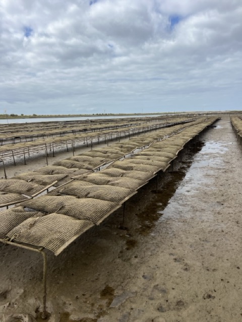Allevamento Ostriche Quatro Aguas