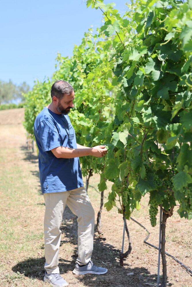 Cantina Vezza, Enrico in vigna