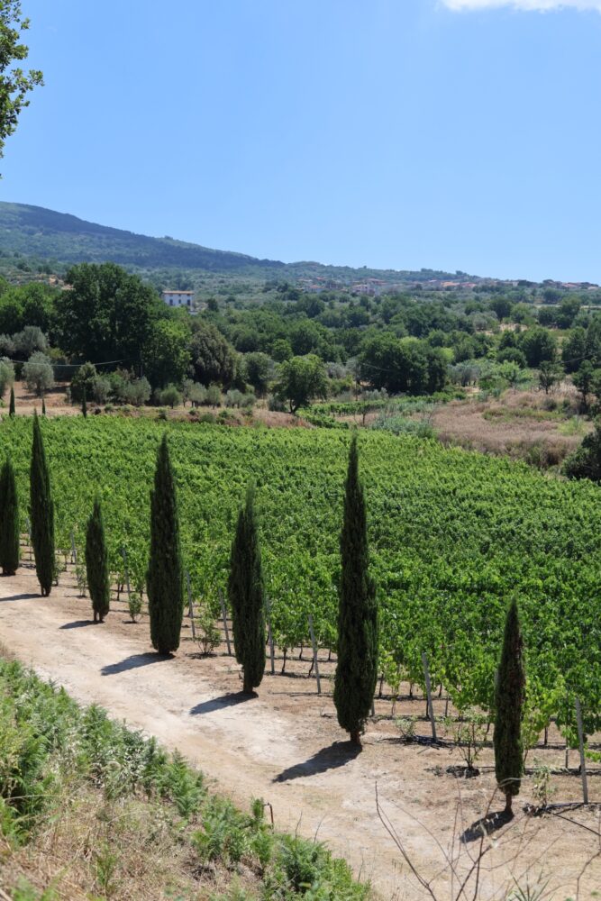 Cantina Vezza, il vigneto