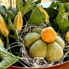 “Zucchino in Fiore” di Simone Centonze