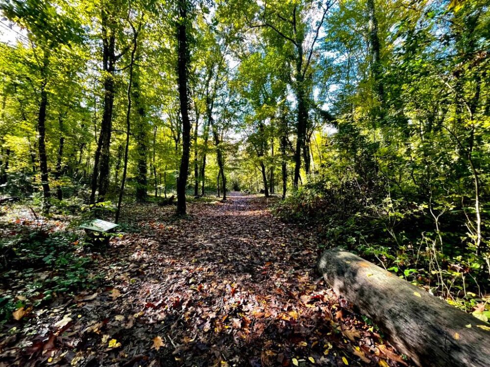 Bosco Astroni, il sentiero di mezzo - ph. credit Oasi Naturale Astroni