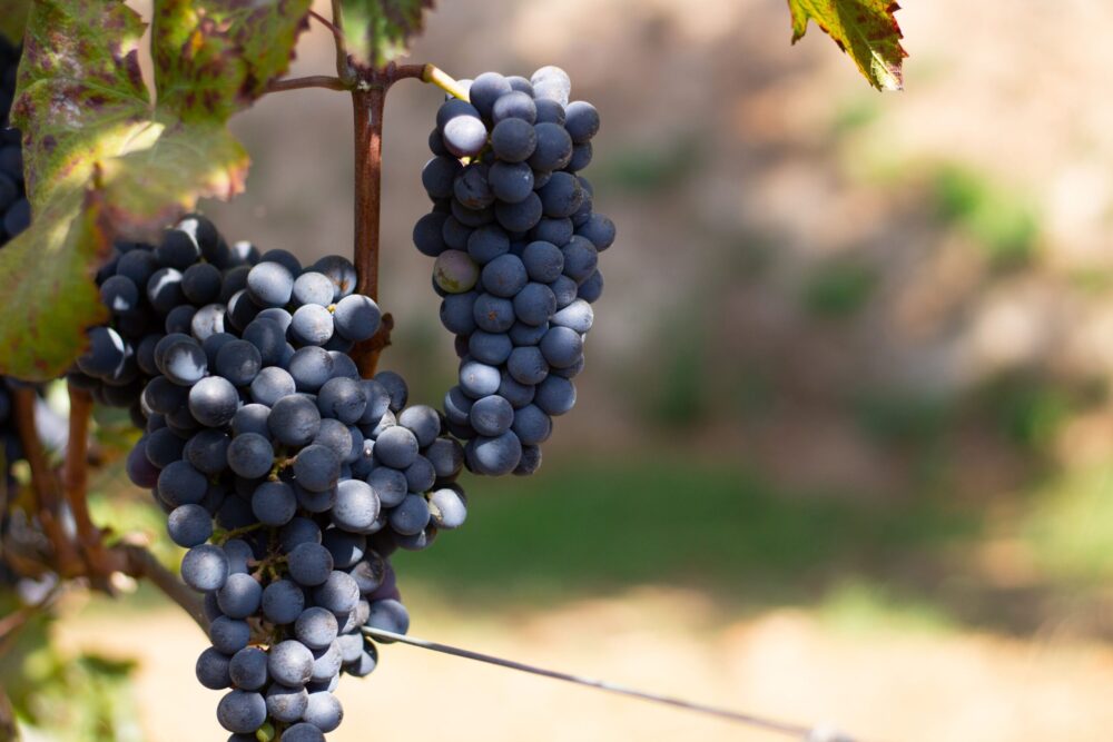 Piedirosso in pianta