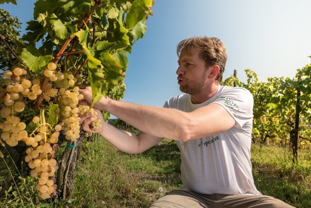 Gradis’ciutta - Robert