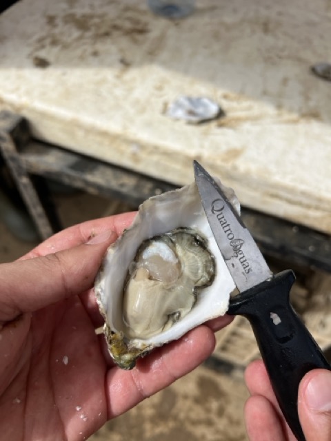Ostras Quatro Aguas