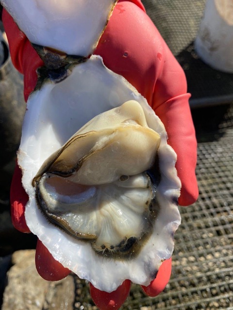 Ostrica Quatro Aguas