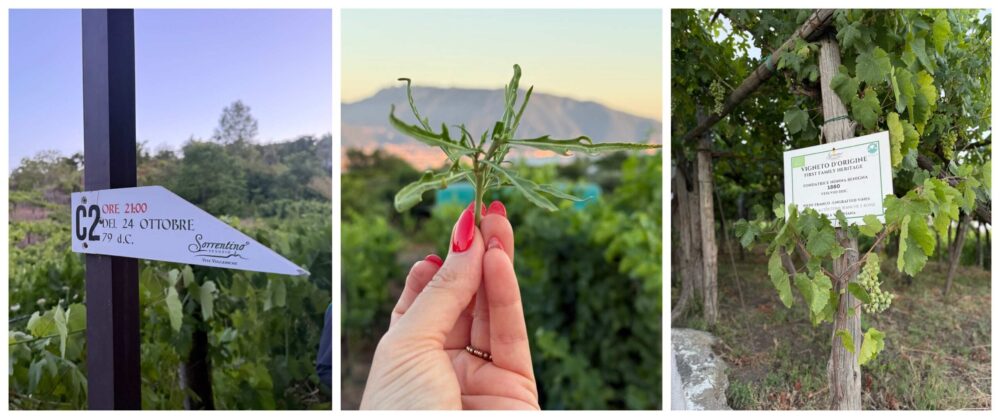 The Floor is Lava, Sorrentino Vesuvio Vite Vulcaniche