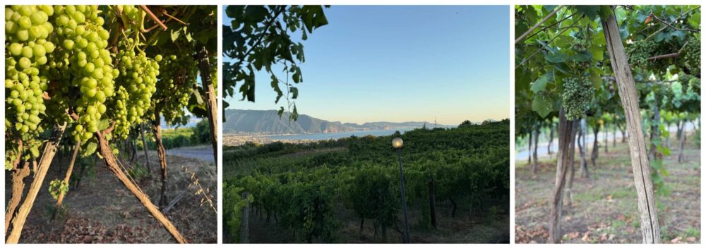 The Floor is Lava, Sorrentino Vesuvio Vite Vulcaniche - vigneti