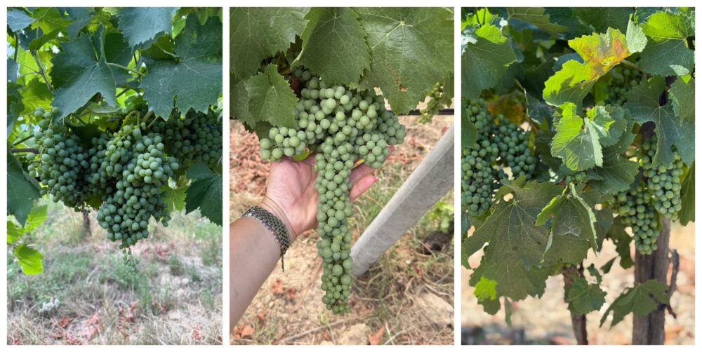 Vitigni - Cossignani L.E. Tempo