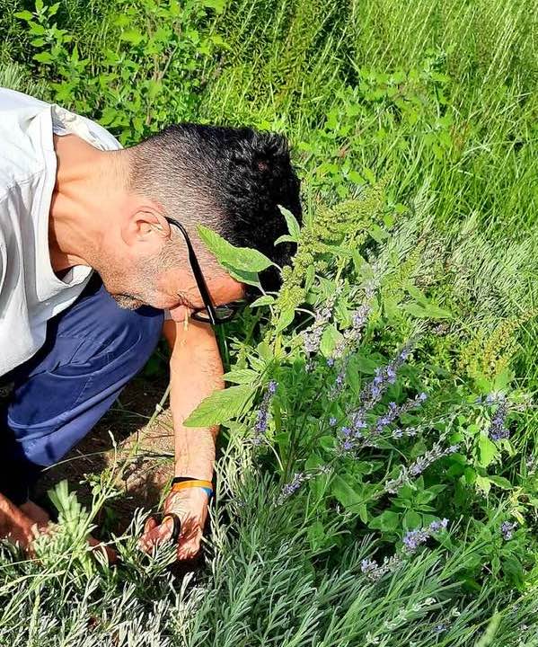 pippo raccoglie la lavanda