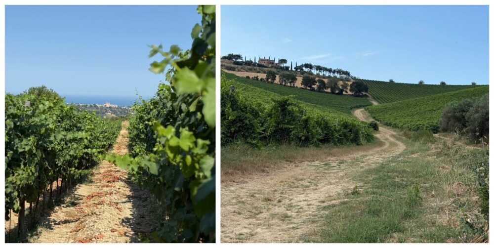 vigneti - Cossignani L.E. Tempo