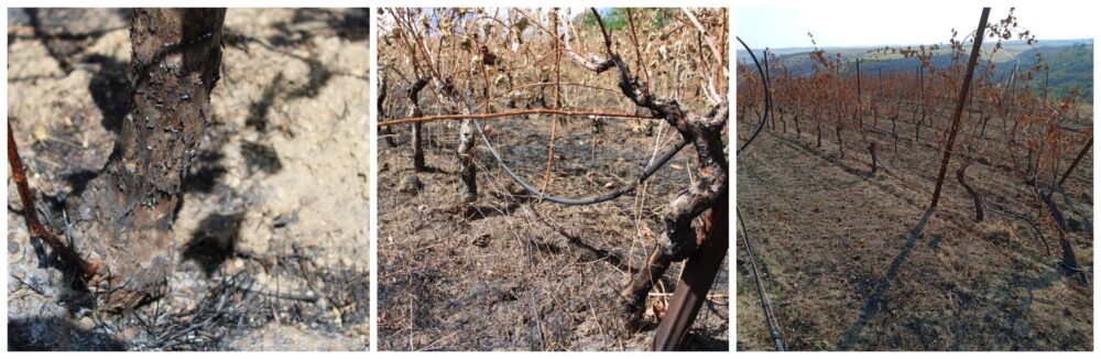 La straordinaria forza della solidarietà, una comunità virtuale per l'Aglianico del Vulture