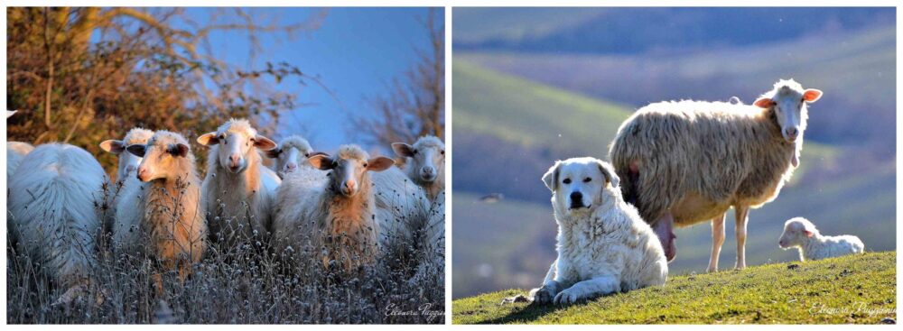 Pecore sarde - Caseificio I Renai