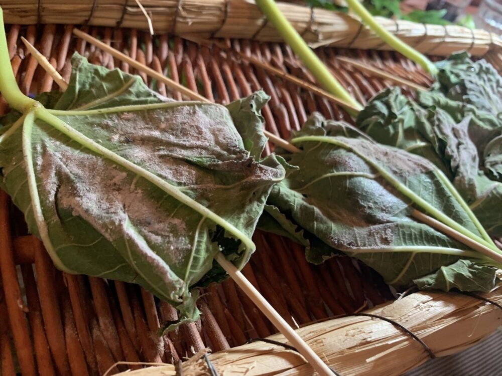 Agriturismo Capalia, formaggio di capra alla brace in foglia di fico