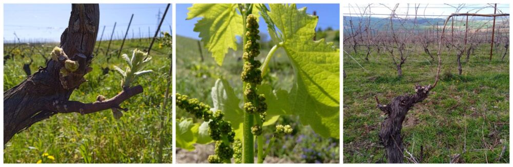La straordinaria forza della solidarietà, una comunità virtuale per l'Aglianico del Vulture