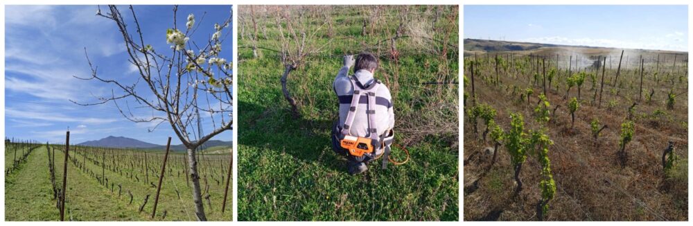 La straordinaria forza della solidarietà, una comunità virtuale per l'Aglianico del Vulture