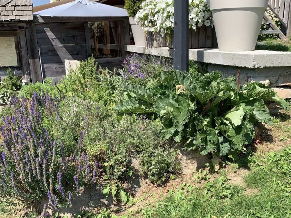  La ferme de Victorine, le erbe aromatiche all'ingresso