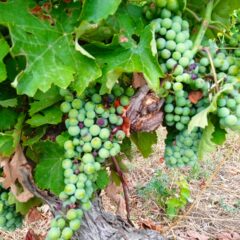 La straordinaria forza della solidarietà, una comunità virtuale per l'Aglianico del Vulture