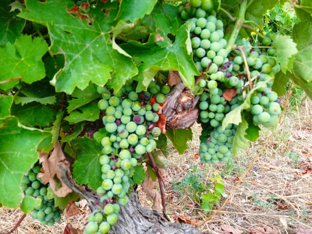 La straordinaria forza della solidarietà, una comunità virtuale per l'Aglianico del Vulture