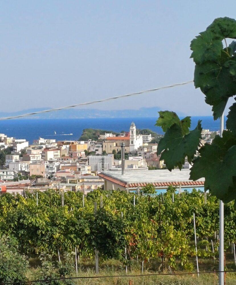 Il centro di Bacoli con il campanile di S. Anna dal vigneto