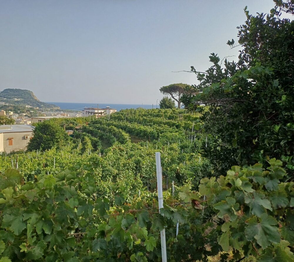 Il vigneto terrazzato di Bacoli