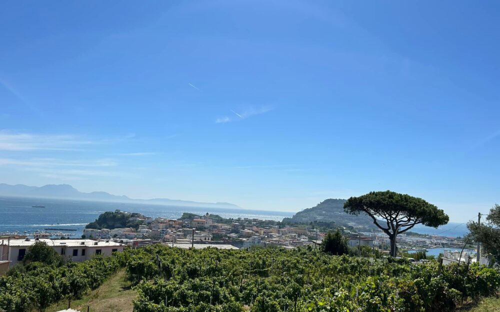 La vigna con vista su Capo Miseno