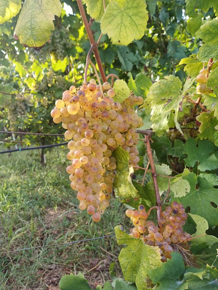 Falanghina dorata di Bacoli
