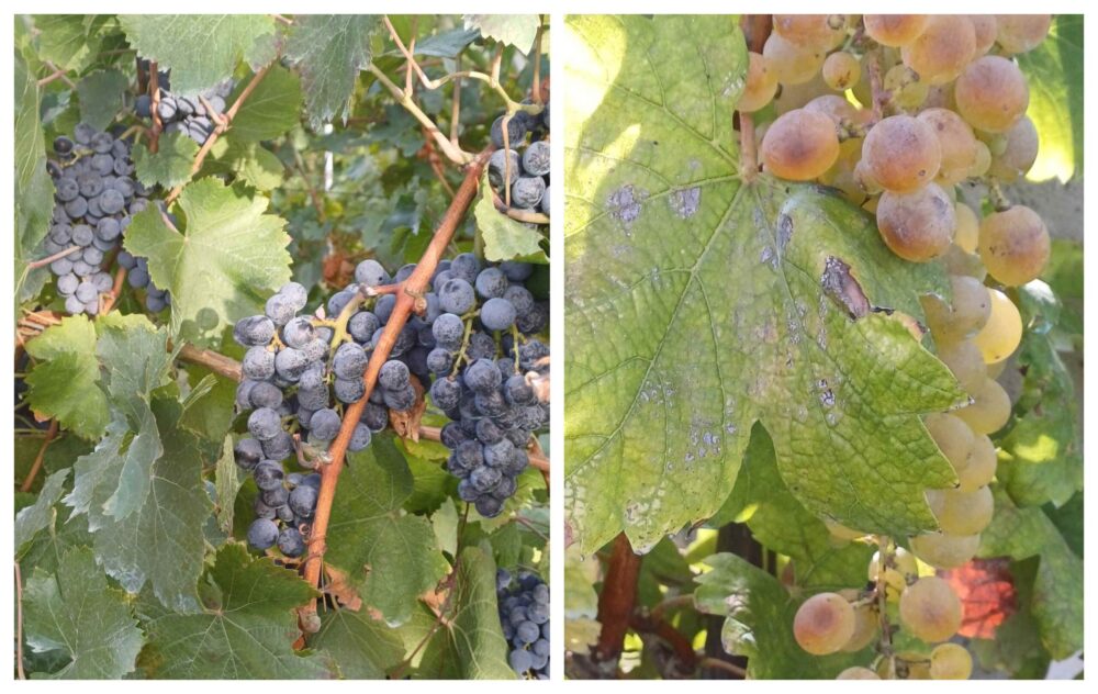 Falanghina e Piedirosso – buone promesse