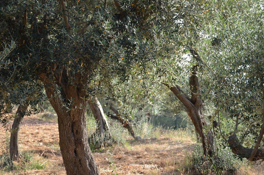 Gli olivi dell'olio Oro di Capri