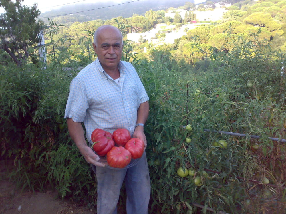 I pomodori degli orti capresi