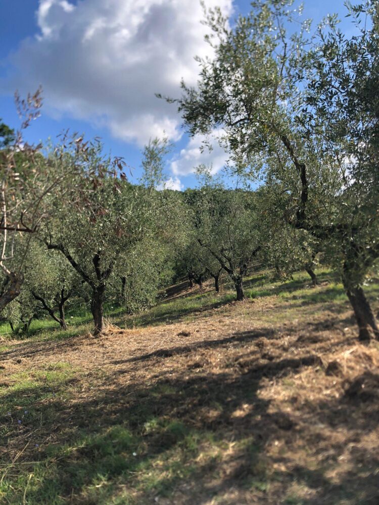 L'Uliveto - gli ulivi