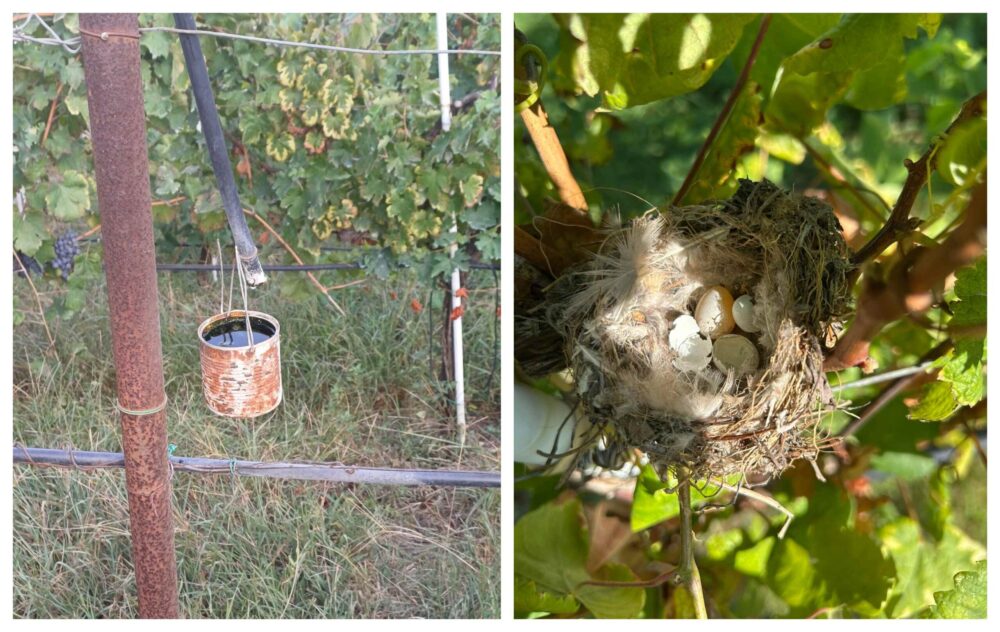 Nido tra i filari – Dar da bere agli assetati